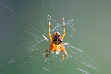 Cross spider in a web