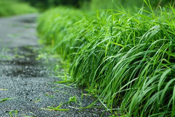 Wall Mural - a road with a grassy area next to it. the grass is wet and the sky is cloudy