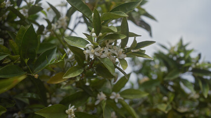 Wall Mural - Close-up view of a flowering citrus sinensis sweet orange tree with white blossoms and green leaves.