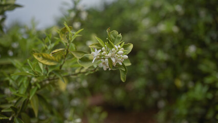 Wall Mural - Close-up of citrus sinensis blossoms on a vibrant orange tree in a lush orchard.