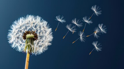 Poster - Dandelion Seeds Floating Away