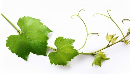 Poster - the vine with green leaves twisted separately on a white background