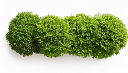 Wall Mural - top view green bush isolated on white