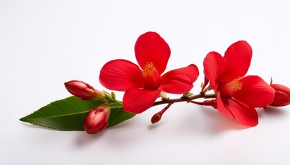 Wall Mural - branch of red flower isolated on white background