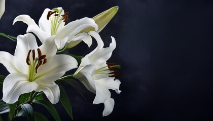 Wall Mural - mourning concept white lily flowers against dark background