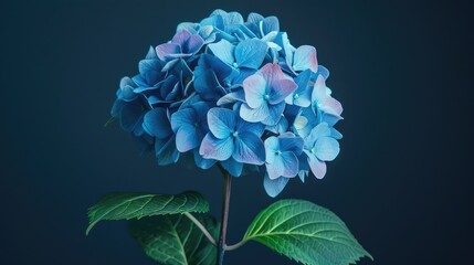 Poster - blue hydrangea flower