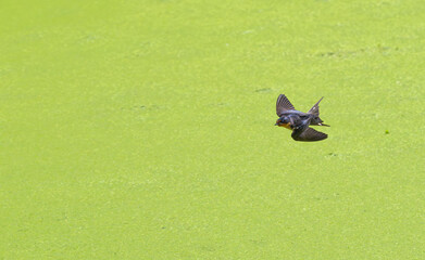 Barn swallow swims over a colorful lake covered in bright green algae in summer.