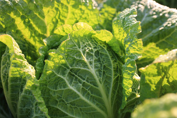 Wall Mural - Close-up and morning view of napa cabbage leaves with dew and light on the field, Suwon-si, Gyeonggi-do, South Korea
