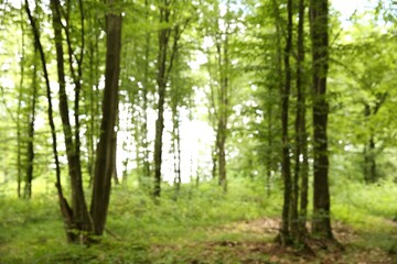 Sticker - Blurred view of beautiful green trees in forest