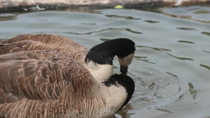 Wall Mural - canada goose grooming itself in prospect park lake (canadian geese in pond) close up macro wet feathers large bird waterfowl drinking water dunking head drink splashing