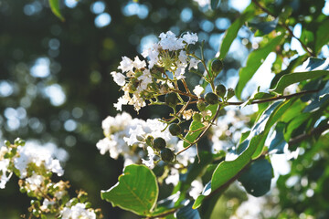 Wall Mural - White crape myrtle tree blooms with bokeh green background during summer season.