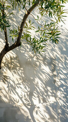 Poster - Olive tree branches casting shadows on white wall, nature background. Tranquil outdoor scene with natural sunlight