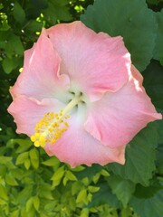 pink hibiscus