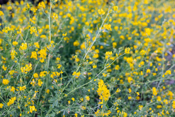 Wall Mural - Medicago falcata is a plant species of the genus Medicago. yellow lucerne, sickle alfalfa, yellow-flowered alfalfa, yellow alfalfa, sickle medick and yellow medick. Healy Alaska