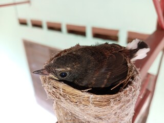 Wall Mural - A small malaysian pied fantail (Rhipidura javanica)  two  bird chicks in  their nest  on buiding structure. 17 days age.  photo  taken in malaysia