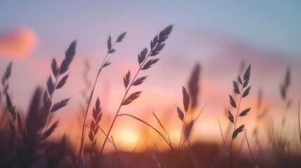 Wall Mural - wheat field at sunset