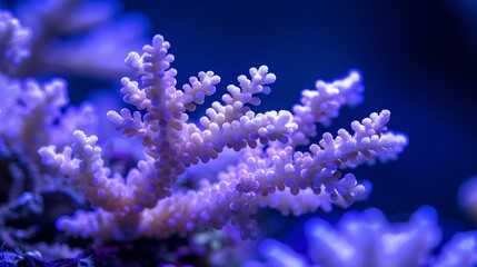 Poster - Close-up of bleached coral reefs underwater with vibrant marine life contrasting against the pale coral leaving ample empty space on the right side of the image for design purposes Stock Photo with