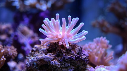 Poster - Coral polyps visibly distressed and turning white in response to rising water temperatures ensuring ample empty space on the left side of the image for design purposes Stock Photo with copy space