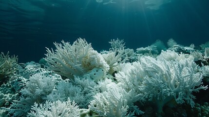 Poster - Wide-angle shot of a vast area of coral reef affected by bleaching with the stark white corals contrasted against the blue water and significant empty space on the right side of the image Stock Photo