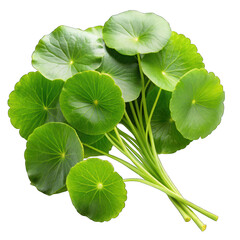 Fresh gotu kola leaves isolated on transparent background