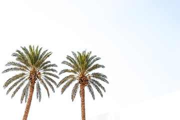 Canvas Print - Two Palm Trees Against a White Sky