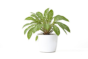 Wall Mural - Green plant in a white pot isolated on a white background