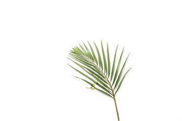 Canvas Print - Palm Leaf on White Background