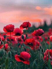 Wall Mural - Field of red poppies at sunset