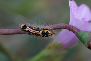 a caterpillar resting on a branch of a beautiful purple flower 