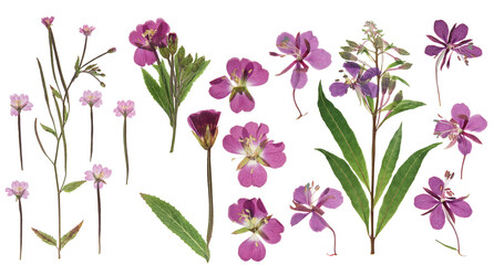 Wall Mural - Pressed and dried delicate lilac flowers fireweed (epilobium collinum) on stem with green leaves. Isolated on white background. For use in scrapbooking, floristry or herbarium.