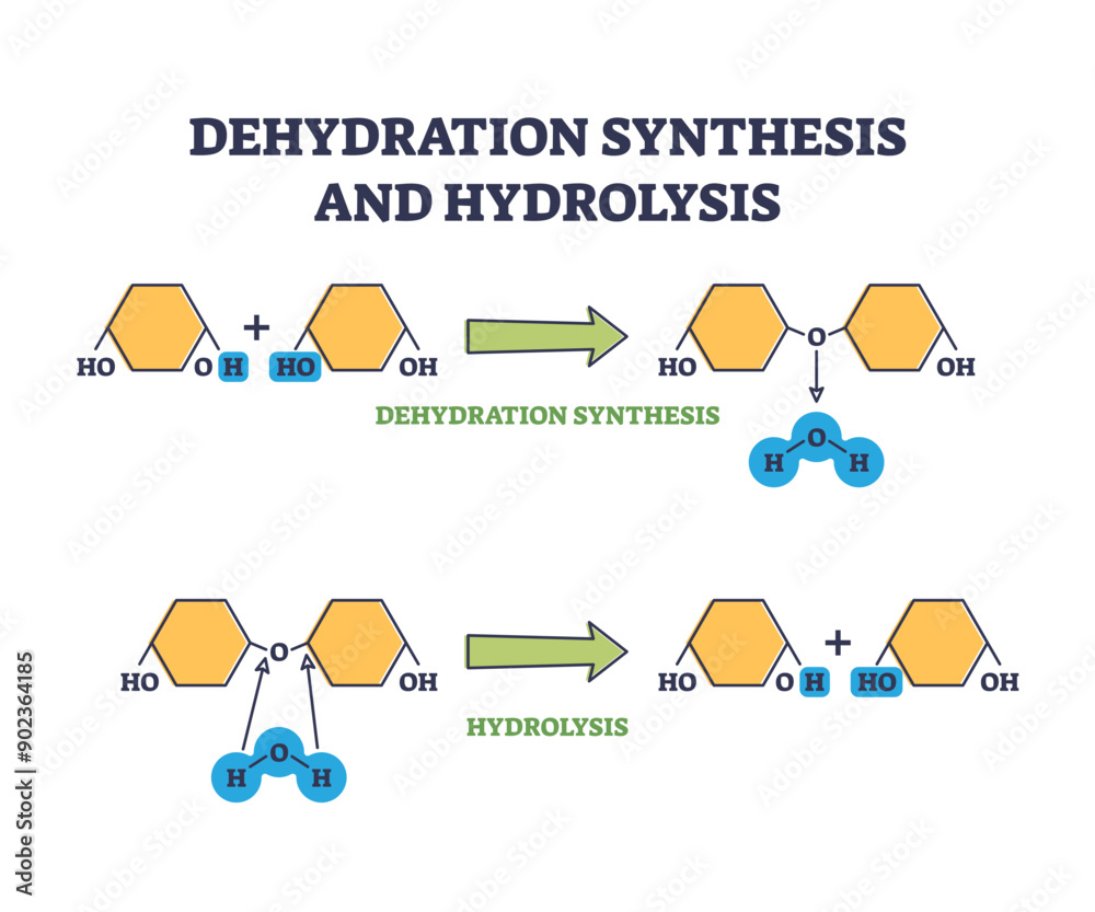 Dehydration synthesis and hydrolysis chemical process stages outline ...