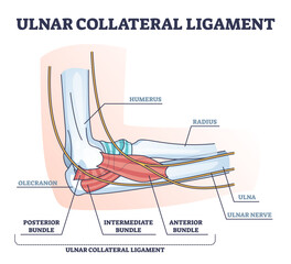 Wall Mural - Ulnar collateral ligament or UCL with anatomical structure outline diagram, transparent background.Labeled educational elbow inner parts with xray view illustration.