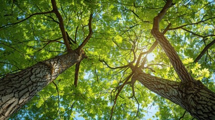 Sticker - Sunlight Filtering Through Tree Canopy