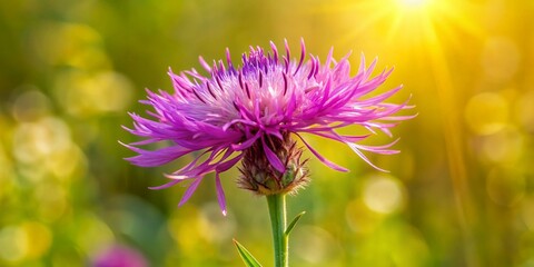 Wall Mural - Single purple blossom of Centaurea jacea brown knapweed, a wild flower with asymmetrical petals and brownish rays, perennial, natural ecology, close-up, botanical, brownray knapweed