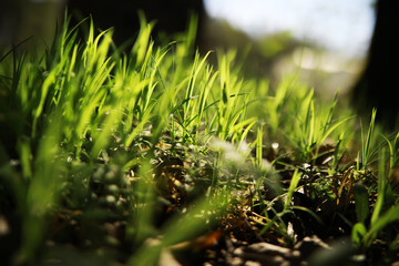 Sticker - Close-Up of Vibrant Green Grass Blades in Sunlight at Forest Edge