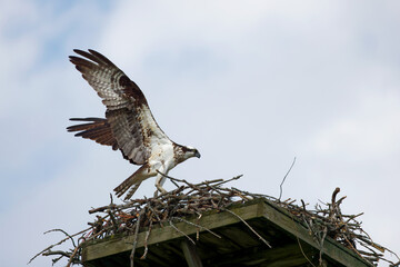 Canvas Print - The western osprey (Pandion haliaetus). Photo from Ospreys nesting