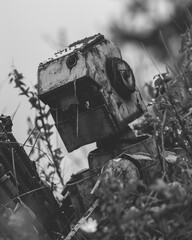 Canvas Print - A weathered robot sits amongst the greenery. AI.