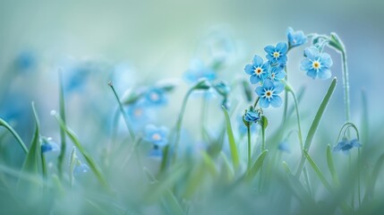 Canvas Print - Delicate Blue Flowers in a Field of Green