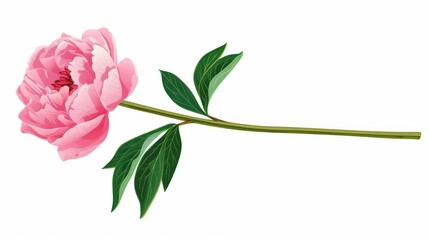 Poster - Delicate peony illustration on a  white backdrop, showcasing its intricate petals and vibrant colors. Ideal for decor