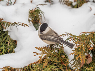 Canvas Print - Cute bird the willow tit, song bird sitting on the fir branch with snow in winter