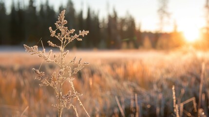 Poster - Serene Morning Field with Dewy Grass and Sunlight Breaking Through Trees