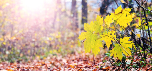 Maple branch with yellow autumn leaves in the forest on a sunny day