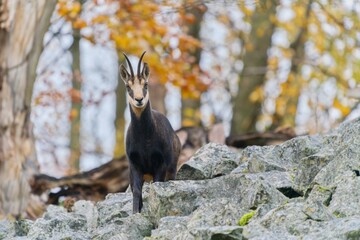 Wall Mural - A beautiful chamois stans on a stone hill and looks at the camera. Rupicapra rupicapra