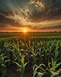 © sevenSkies - cornfield under the sunset sky backgroundvertical background vertical shot
