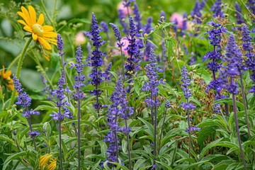 Sticker - salvia superba a in the garden