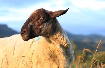 Sheep: closeup of ewe standing in long grass in hilly farmland pastures in rural Ireland