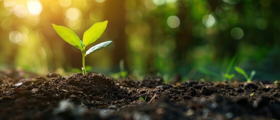 Wall Mural - The concept of World Soil Day 