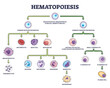 © VectorMine - Hematopoiesis as blood cellular components formation outline diagram, transparent background. Labeled educational scheme with common myeloid and lymphoid progenitor illustration.