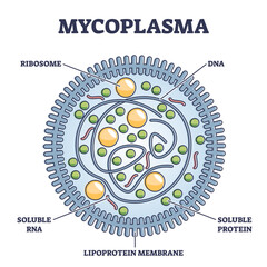 Wall Mural - Mycoplasma infection respiratory illness, illustration diagram, transparent background.