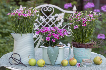 Wall Mural - Garten-Arrangement mit pink Garten-Nelken (Dianthus-Hybride) in vintage Gefäßen